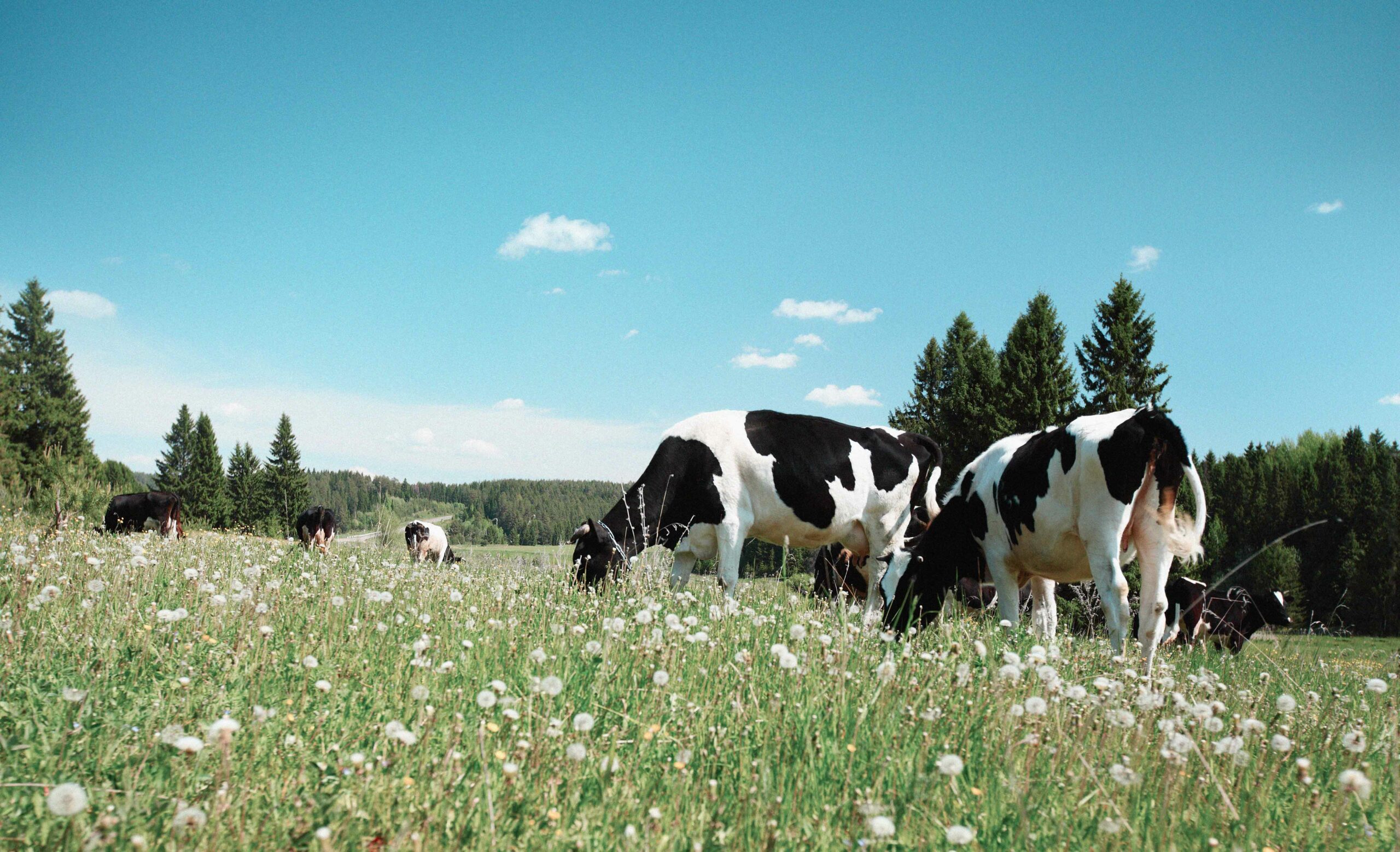 Cows Grazing in Dandelion Field