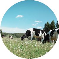 Cows grazing in an open field