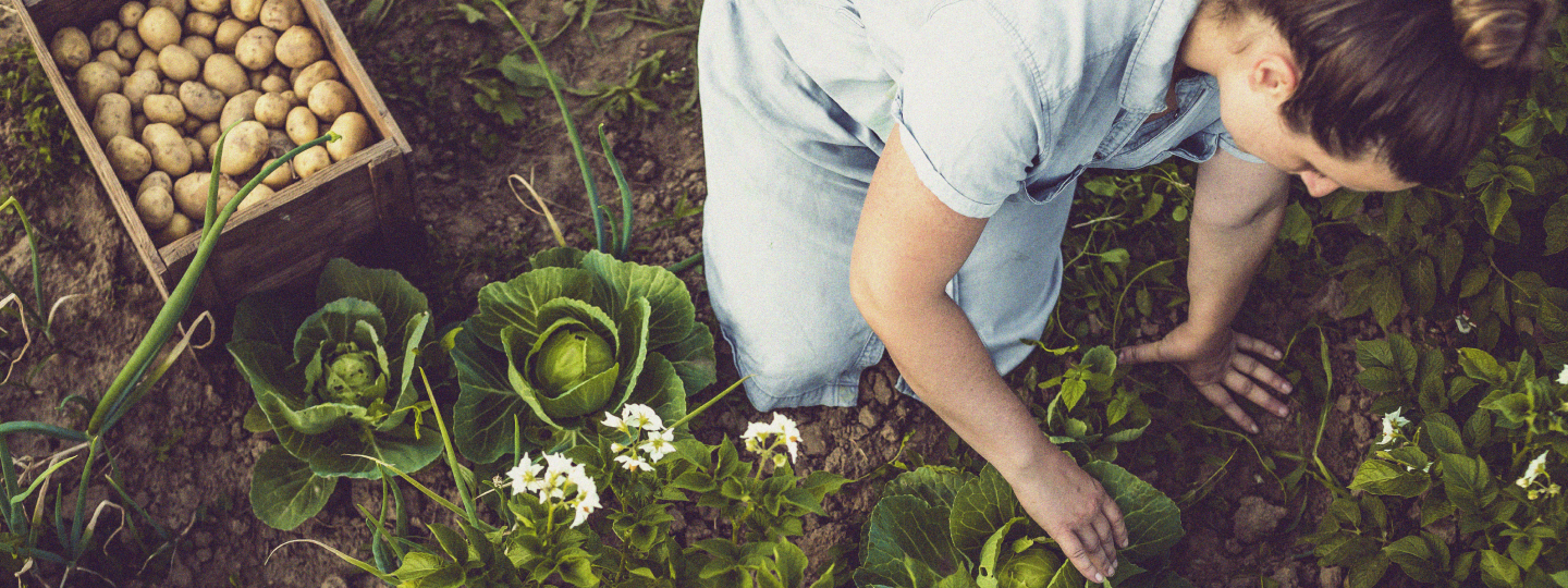 Regenerative agriculture Woman planting vegetables in the dirt